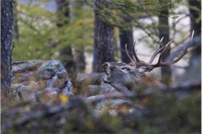 0be3f42ef6b7f705e974b736ddaa16bca8e47224fa36336c170f1810ed66e6a5