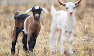1200px Baby goats jan 2007 crop