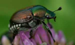 1280px Japanese Beetle Popillia japonica London Ontario 02