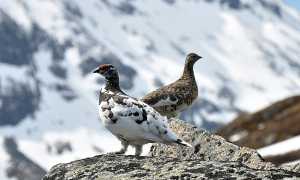 1280px Rock Ptarmigan Lagopus Muta
