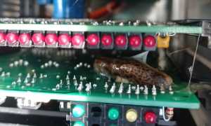 239055635 2986886818190163 1110863438767525736 n