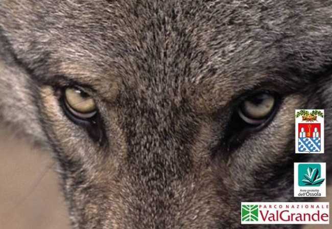 54258053 2266911896854329 4577186822471286784 n