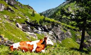 700.san domenico strada veglia mucca