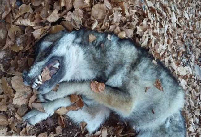 80996842 2501732573372259 3895869382848413696 o copia 2