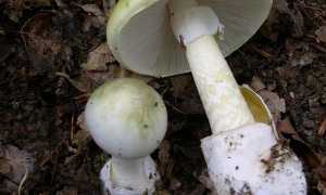 Amanita phalloides 1