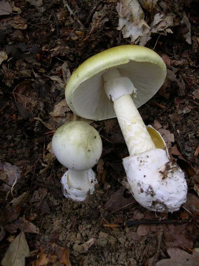 Amanita phalloides 1