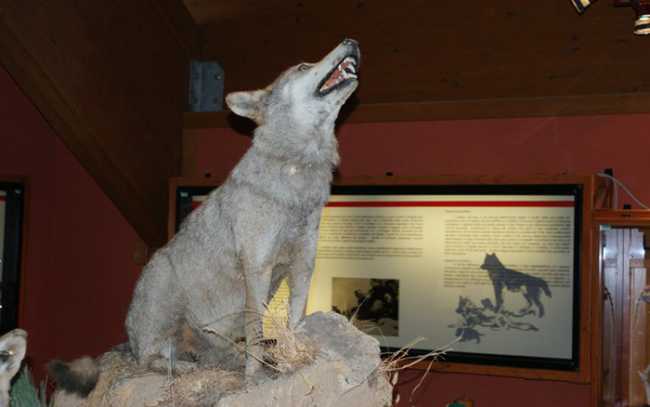 Canis Lupus Meridionalis imbalsamato presso il Museo e centro Visite del Cupone nel Parco Nazionale della Sila. Foto di Francesco Oliverio