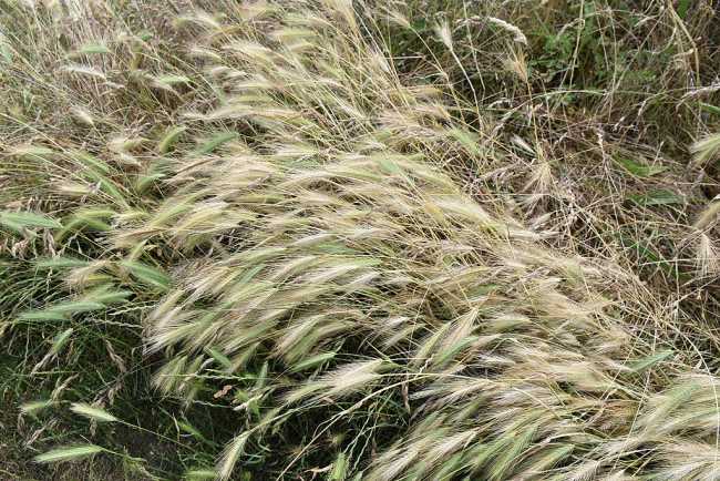 Flore de la Pointe du Grouin Seigle