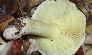 Gąska zielonka 3147266151