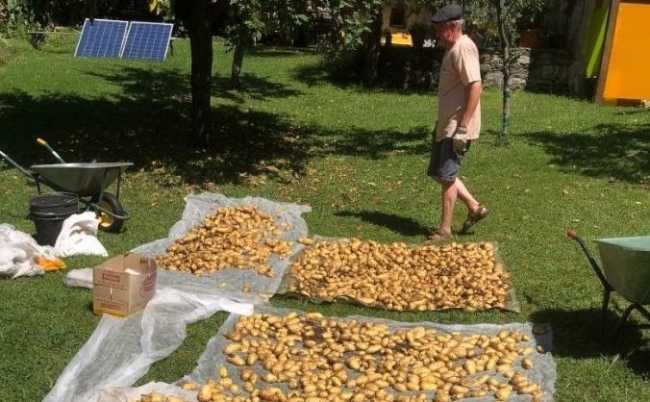 Giornate del raccolto 