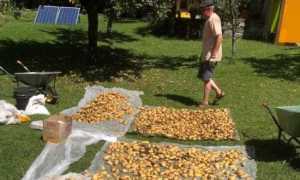 Giornate del raccolto images articles vco ossola 2022 luglio thumb medium650 0