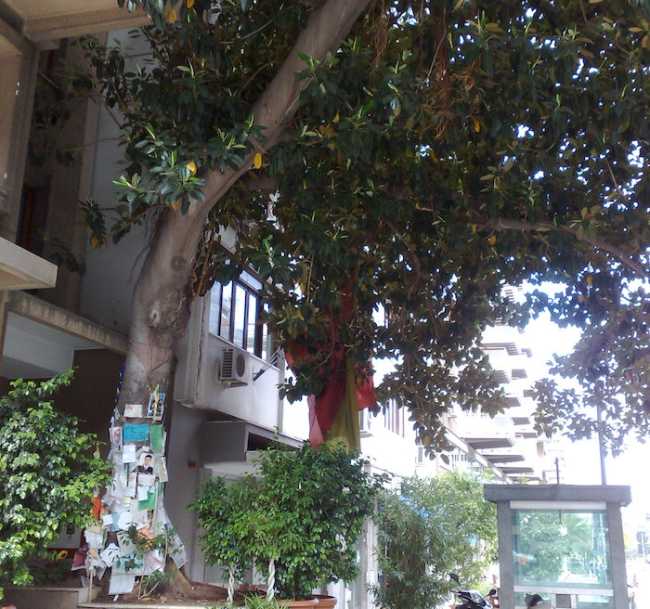 Giovanni Falcone memorial tree