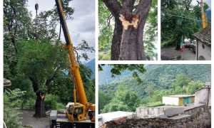 Ippocastano cimamulera