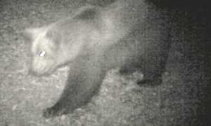 ORSO copia
