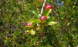 Punica.granatum04