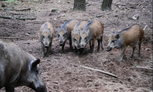 Schermata 2019 09 04 alle 15.26.27