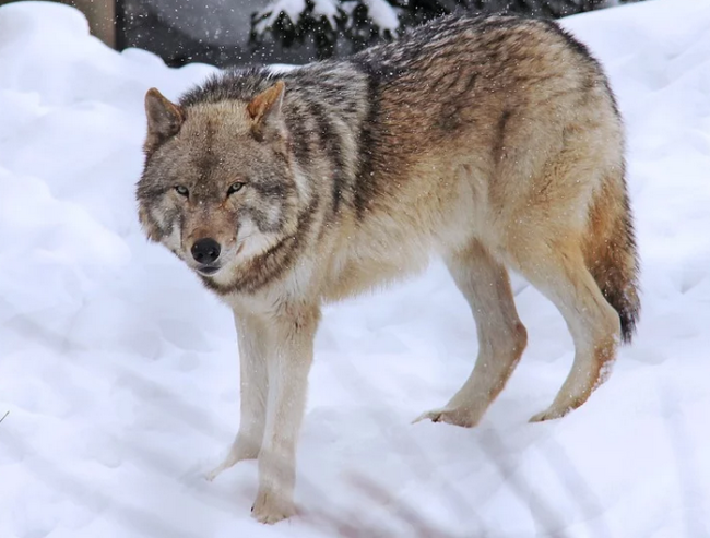 Schermata 2019 12 28 alle 17.42.17