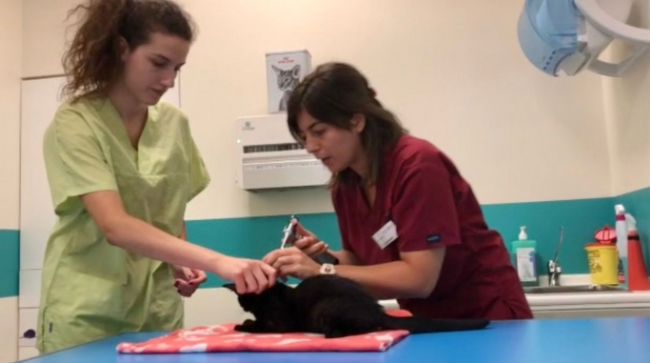 Schermata 2020 11 08 alle 13.06.23