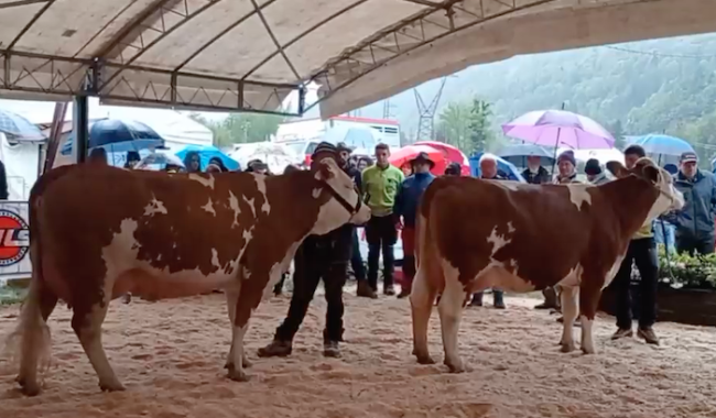 Schermata 2024 04 29 alle 09.22.41