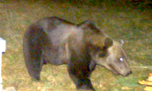 Schermata 2024 11 01 alle 12.50.44