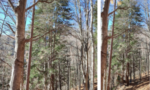 Schermata 2025 03 13 alle 11.50.27