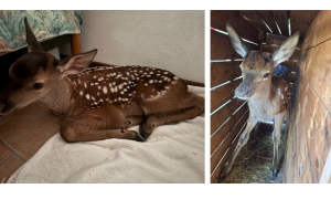 Schermata 2025 06 03 alle 08.52.16