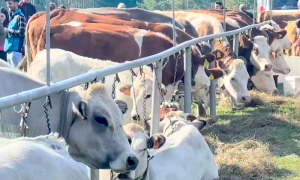 Schermata 2025 10 06 alle 08.52.38