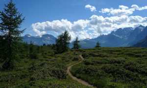 Sentiero tra rododendri copia