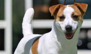 Smooth Jack Russell Terrier