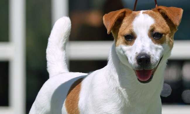 Smooth Jack Russell Terrier