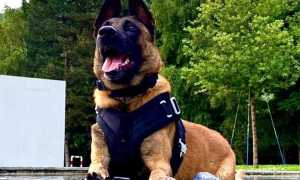 Taz chien PCVS 768x557