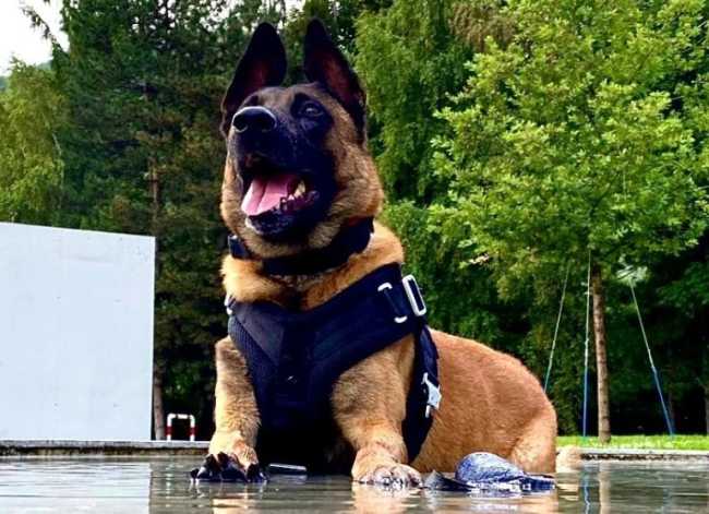 Taz chien PCVS 768x557