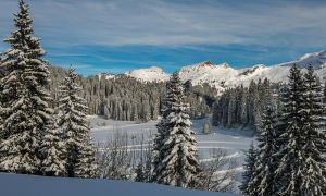alberi panorama neve cielo sole