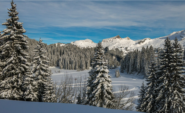 alberi panorama neve cielo sole