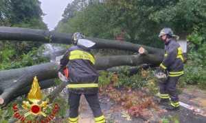 albero VVF repertorio