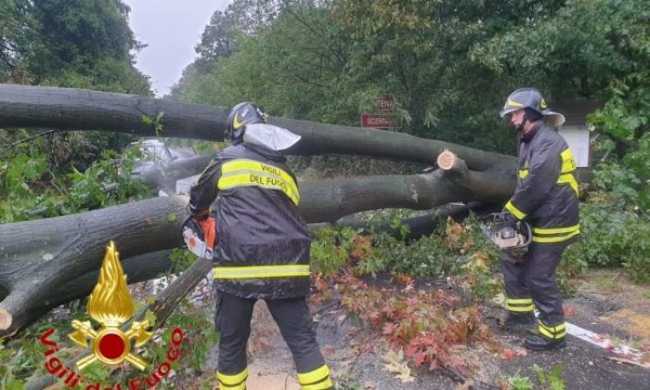 albero VVF repertorio