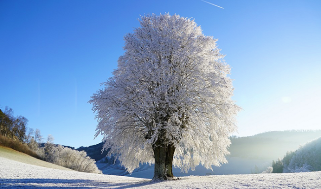 albero neve ghiaccio freddo