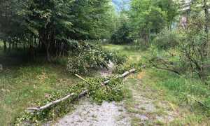 albero sentiero tana