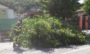 albero tangenziale vvf