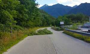 albero vento beura strada