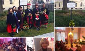 albero vita cedro domo mix