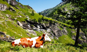 alpe veglia strada mucca