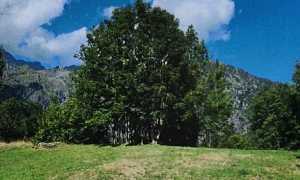 arboreto antrona 768x530