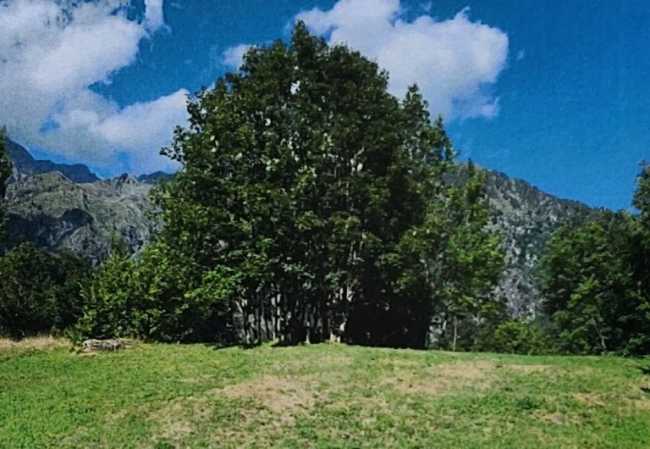 arboreto antrona 768x530