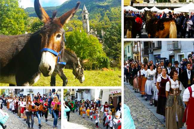 asini scarghium varzo 17 mix