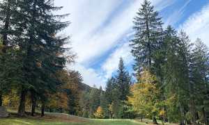 autunno alberi bosco