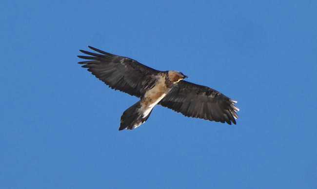 avvoltoio AlpeCampoBognanco18.12 25