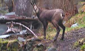 b Camoscio piazza Pestarena 04.16