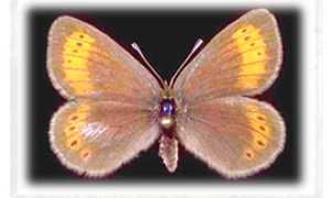 b farfalla ossola erebia christi ghiacciai