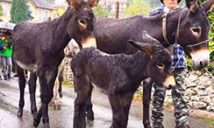 b varzo asinelli asini scarium